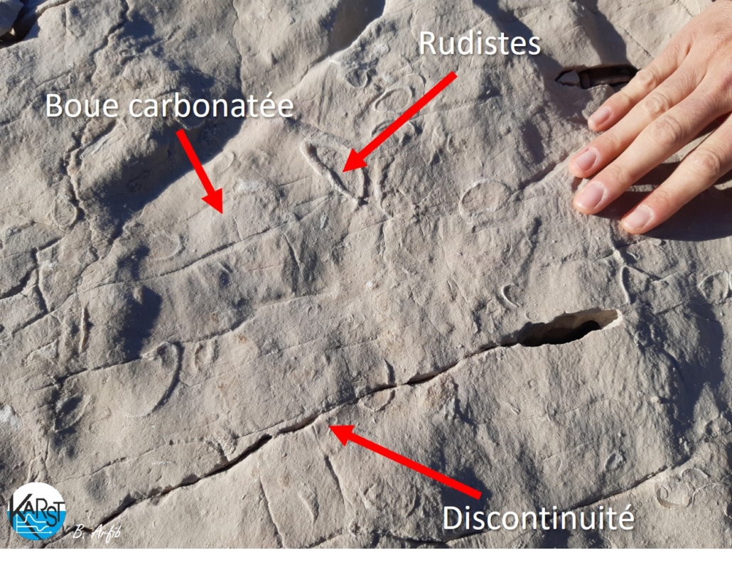 Roche carbonatées contenant des fossiles de rudistes (urgonien des Calanques, Crétacé inférieur)